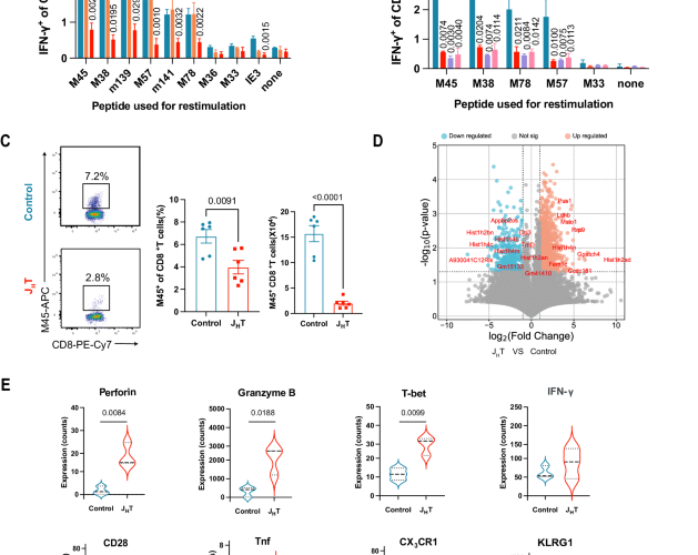 B cells maintain the homeostasis of splenic marginal zone antigen-presenting cells to promote the antiviral CD8+ T-cell response