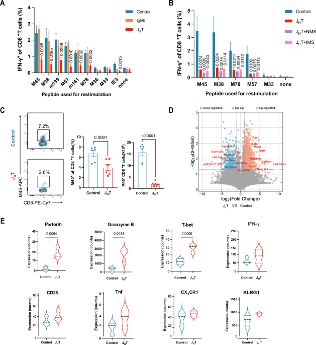 B cells maintain the homeostasis of splenic marginal zone antigen-presenting cells to promote the antiviral CD8+ T-cell response