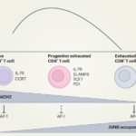 BACH2 the future | Nature Immunology