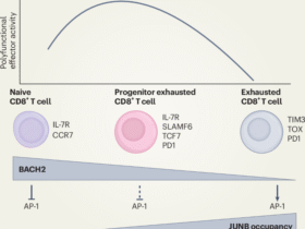 BACH2 the future | Nature Immunology