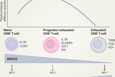 BACH2 the future | Nature Immunology