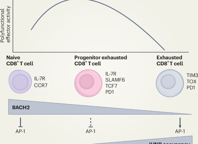 BACH2 the future | Nature Immunology