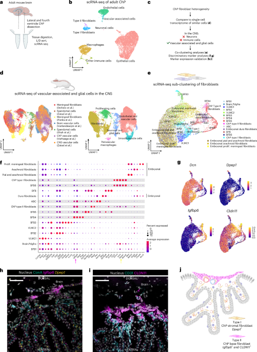 Base barrier cells provide compartmentalization of choroid plexus, brain and CSF