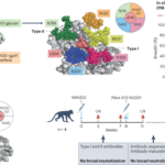 Better and closer glycan-independent anti-V3 antibodies to help HIV-1 vaccine