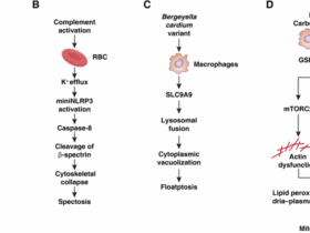 Beyond the canon: emerging modalities of regulated cell death