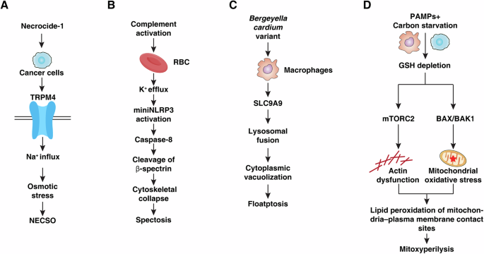Beyond the canon: emerging modalities of regulated cell death