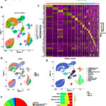 CD11d+ NK cell-derived exosomal HSPB1 suppresses angiogenesis in adenomyosis