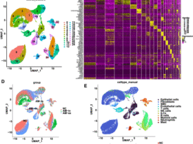 CD11d+ NK cell-derived exosomal HSPB1 suppresses angiogenesis in adenomyosis