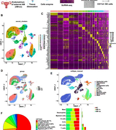 CD11d+ NK cell-derived exosomal HSPB1 suppresses angiogenesis in adenomyosis