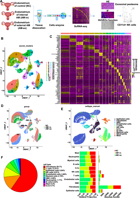 CD11d+ NK cell-derived exosomal HSPB1 suppresses angiogenesis in adenomyosis