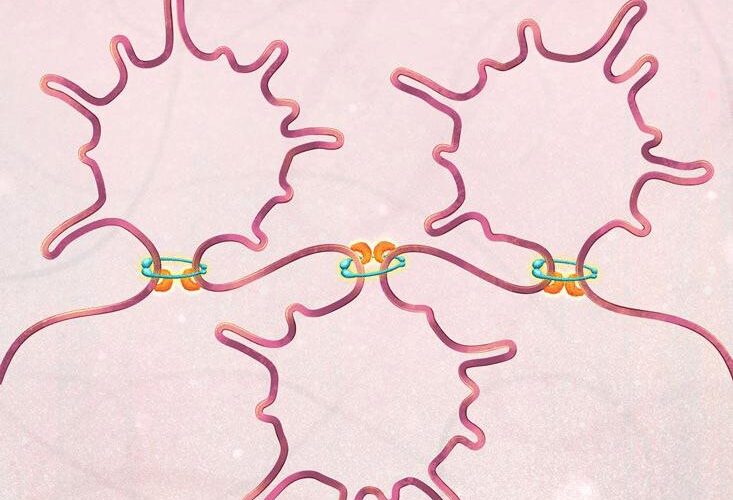 Cohesin-mediated chromatin organization controls the differentiation and function of dendritic cells | Science Immunology