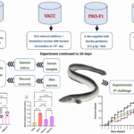 Comparative efficacy of Bacillus probiotics and formalin-killed bacterin against Vibrio anguillarum in European eel elvers
