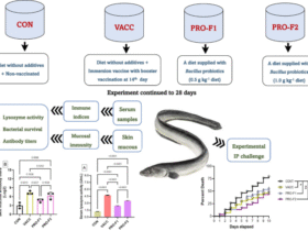 Comparative efficacy of Bacillus probiotics and formalin-killed bacterin against Vibrio anguillarum in European eel elvers