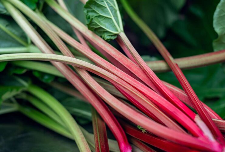 Compounds in Turmeric and Rhubarb Could Help Slow Drug-Resistant Superbugs