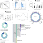 Conserved CD4+ T cell staphylococcal and streptococcal epitopes enable broad-acting vaccines in mice