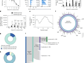 Conserved CD4+ T cell staphylococcal and streptococcal epitopes enable broad-acting vaccines in mice