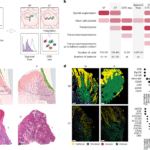 Distinct spatial organization governs oral mucosal immunity