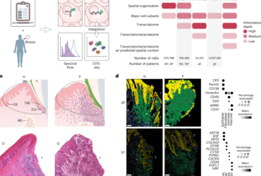 Distinct spatial organization governs oral mucosal immunity