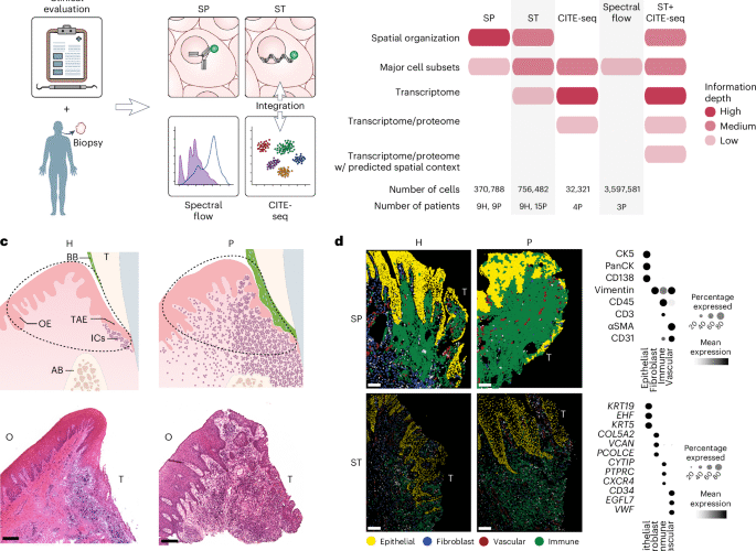 Distinct spatial organization governs oral mucosal immunity