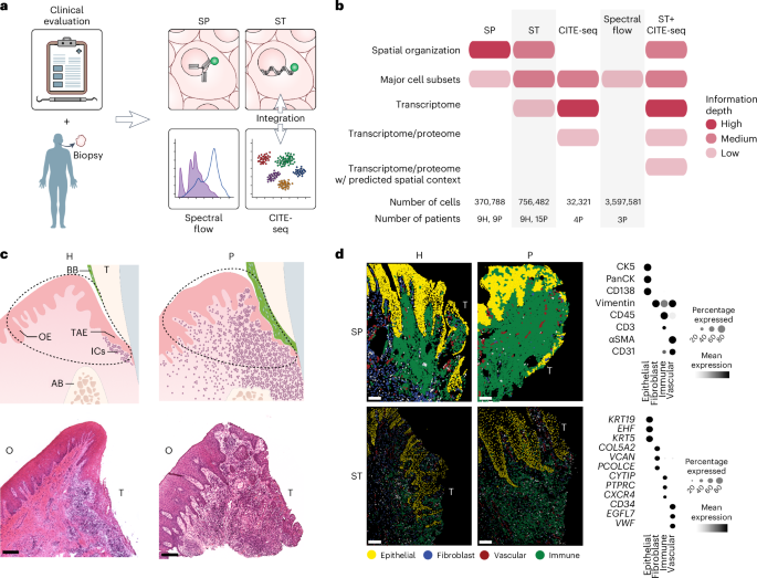 Distinct spatial organization governs oral mucosal immunity