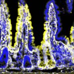 Divergent ILC3 responses to PDGF-D control mucosal immunity | Science Immunology