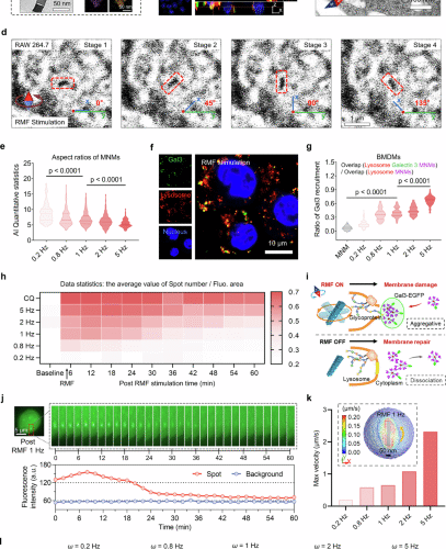 Dynamic magneto-mechanical force in lysosomes induces durable macrophage repolarization for antitumor immunity