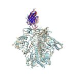 Env-antibody coevolution identifies B cell priming as the principal bottleneck to HIV V2 apex broadly neutralizing antibody development | Science Immunology