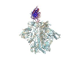 Env-antibody coevolution identifies B cell priming as the principal bottleneck to HIV V2 apex broadly neutralizing antibody development | Science Immunology