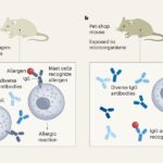 Environmental exposure trains the immune system to dampen allergic responses