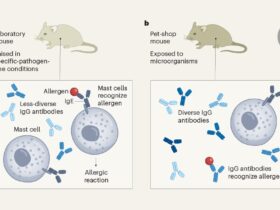 Environmental exposure trains the immune system to dampen allergic responses