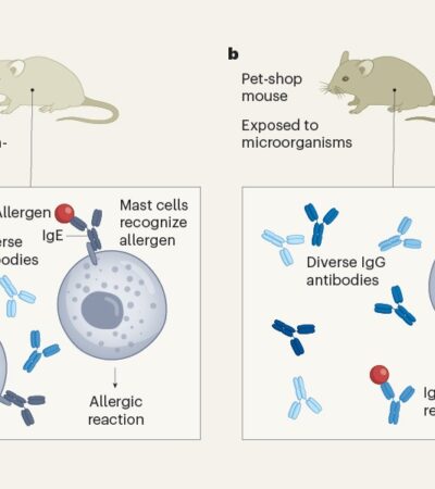 Environmental exposure trains the immune system to dampen allergic responses