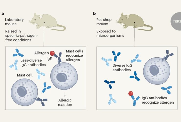 Environmental exposure trains the immune system to dampen allergic responses