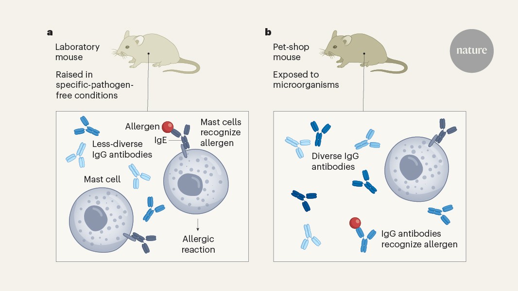 Environmental exposure trains the immune system to dampen allergic responses