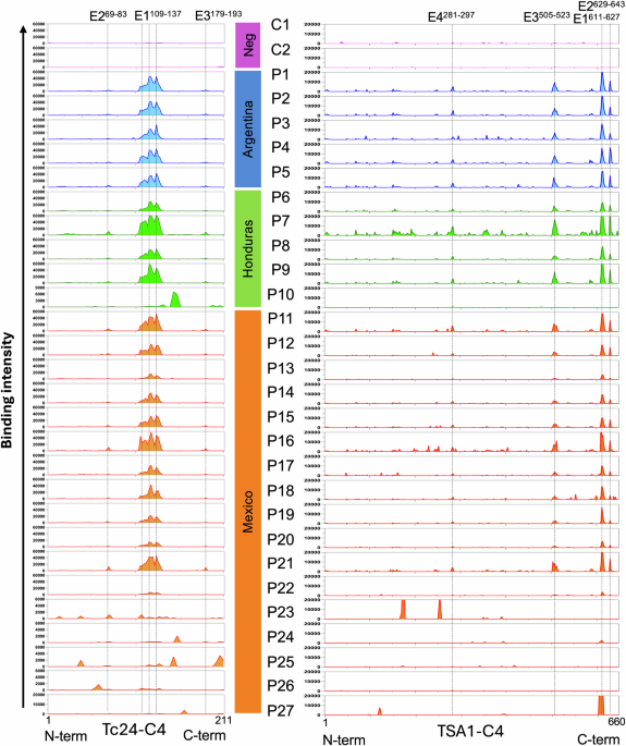Epitope mapping of vaccine antigens Tc24 and TSA1 with antibodies from Trypanosoma cruzi-infected patients