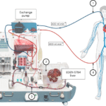 Extracorporeal cross-circulation with genetically modified pig livers in a human decedent model