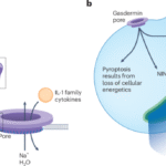 Gasdermins against intracellular bacterial pathogens