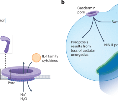 Gasdermins against intracellular bacterial pathogens