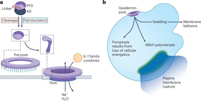 Gasdermins against intracellular bacterial pathogens