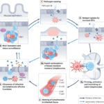 Harnessing mucosal immunity for protective vaccines