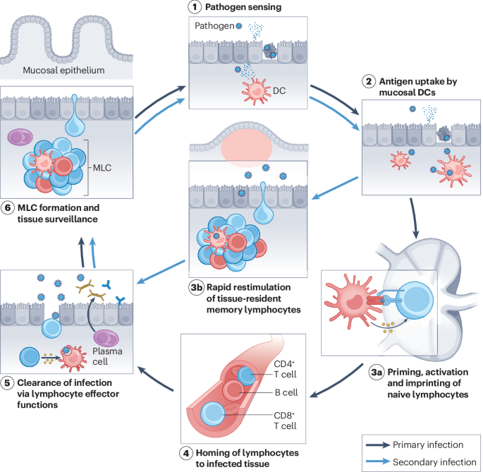 Harnessing mucosal immunity for protective vaccines