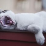 How to Treat Cat Bites and Scratches