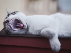 How to Treat Cat Bites and Scratches