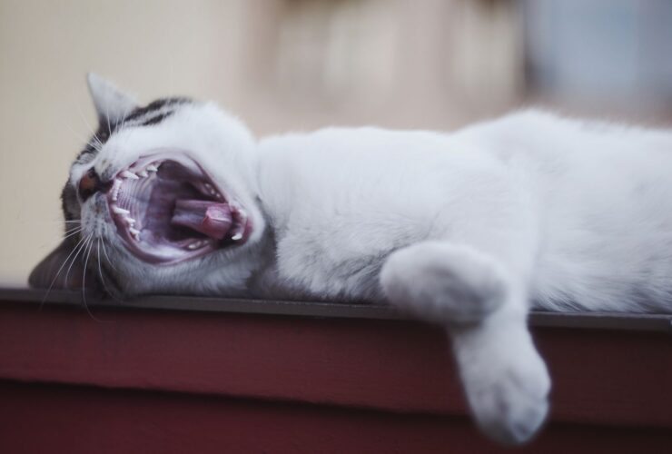 How to Treat Cat Bites and Scratches