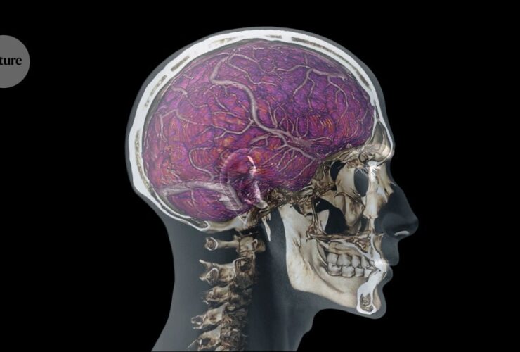 How ‘skull drains’ keep the brain safe from damage and pathogens