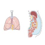 Immunobiology of the serous cavities | Science Immunology