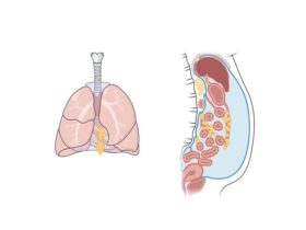Immunobiology of the serous cavities | Science Immunology