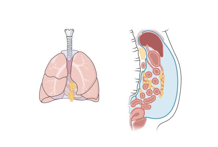 Immunobiology of the serous cavities | Science Immunology