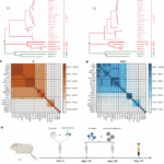 Immunogenic relationship mapping supports a minimal-set trivalent vaccine strategy for broad sarbecovirus protection