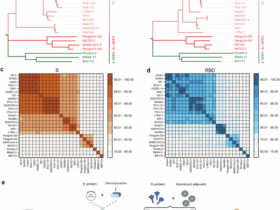 Immunogenic relationship mapping supports a minimal-set trivalent vaccine strategy for broad sarbecovirus protection