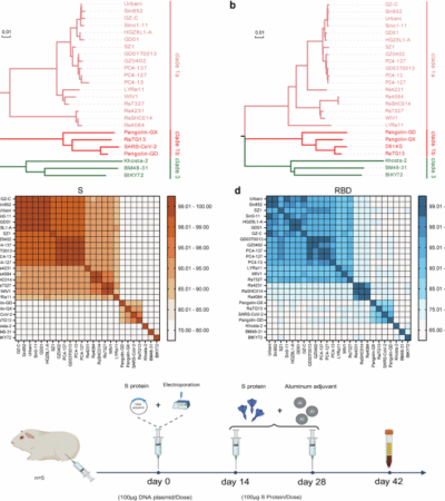 Immunogenic relationship mapping supports a minimal-set trivalent vaccine strategy for broad sarbecovirus protection